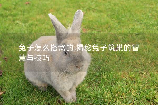 兔子怎么搭窝的,揭秘兔子筑巢的智慧与技巧