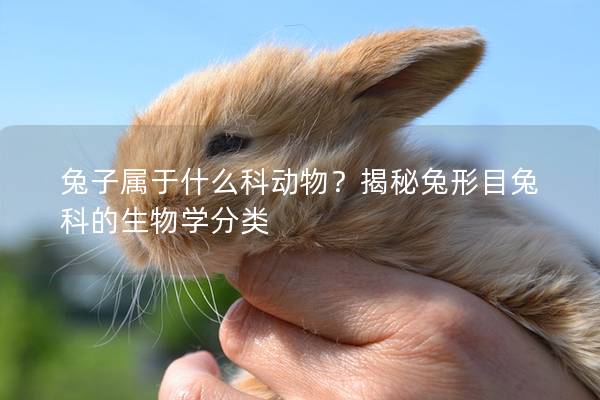 兔子属于什么科动物？揭秘兔形目兔科的生物学分类
