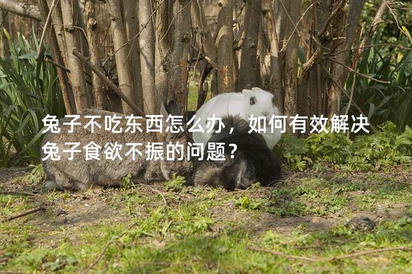 兔子不吃东西怎么办，如何有效解决兔子食欲不振的问题？
