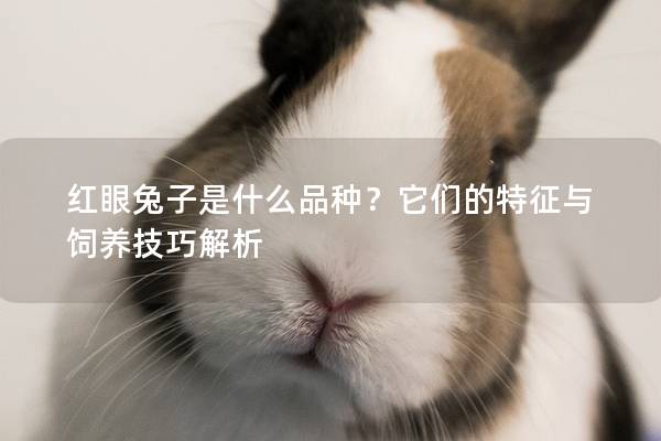 红眼兔子是什么品种？它们的特征与饲养技巧解析