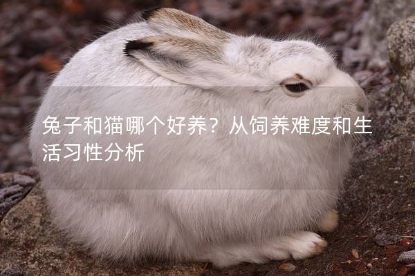兔子和猫哪个好养？从饲养难度和生活习性分析