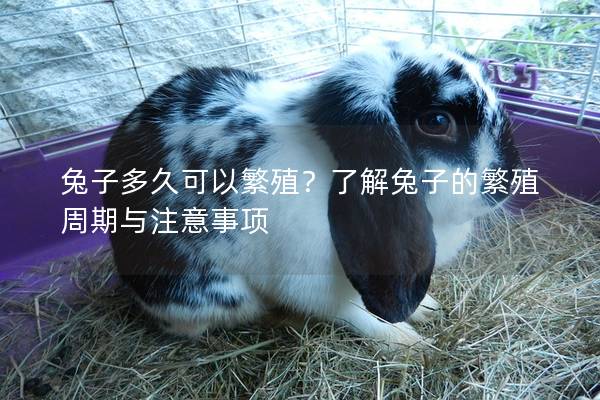 兔子多久可以繁殖？了解兔子的繁殖周期与注意事项