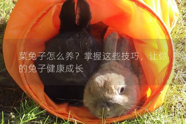 菜兔子怎么养？掌握这些技巧，让你的兔子健康成长