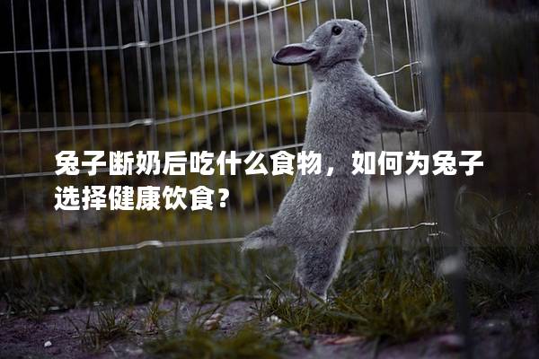 兔子断奶后吃什么食物，如何为兔子选择健康饮食？