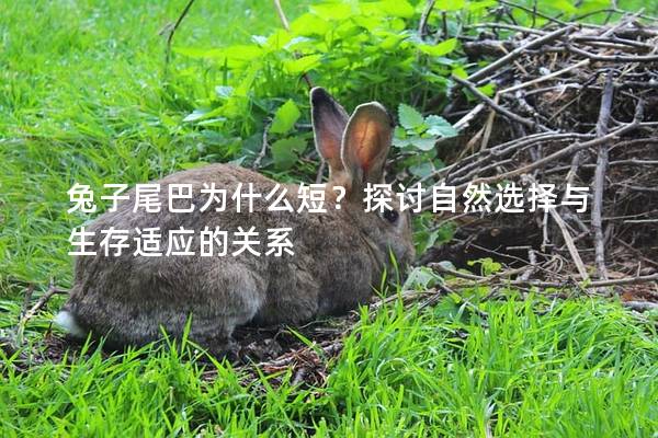 兔子尾巴为什么短？探讨自然选择与生存适应的关系
