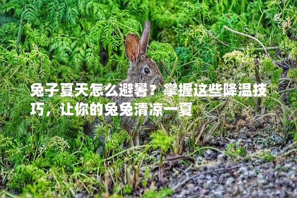 兔子夏天怎么避暑？掌握这些降温技巧，让你的兔兔清凉一夏
