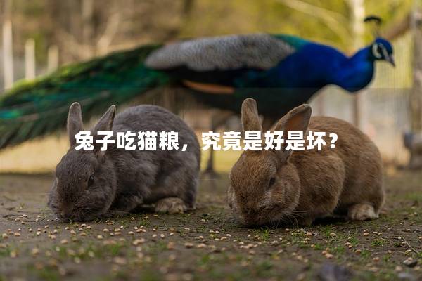 兔子吃猫粮，究竟是好是坏？
