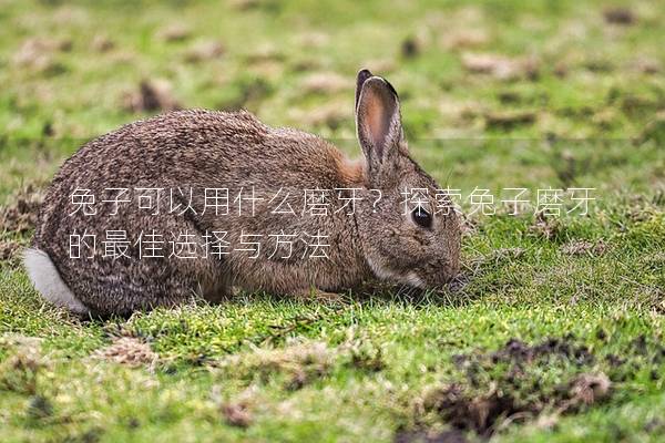 兔子可以用什么磨牙？探索兔子磨牙的最佳选择与方法