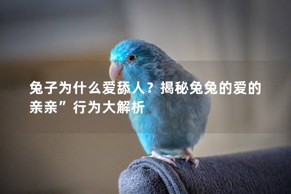 兔子为什么爱舔人？揭秘兔兔的爱的亲亲”行为大解析