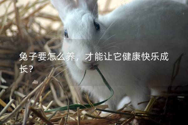 兔子要怎么养，才能让它健康快乐成长？