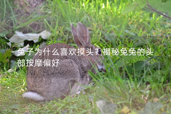 兔子为什么喜欢摸头？揭秘兔兔的头部按摩偏好