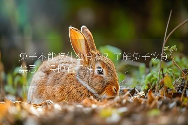 兔子不能吃什么食物？了解兔子饮食禁忌，保护它们健康
