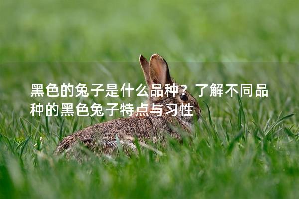 黑色的兔子是什么品种？了解不同品种的黑色兔子特点与习性