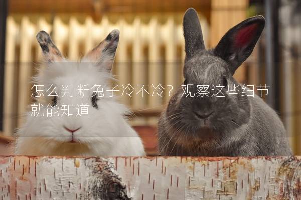 怎么判断兔子冷不冷？观察这些细节就能知道