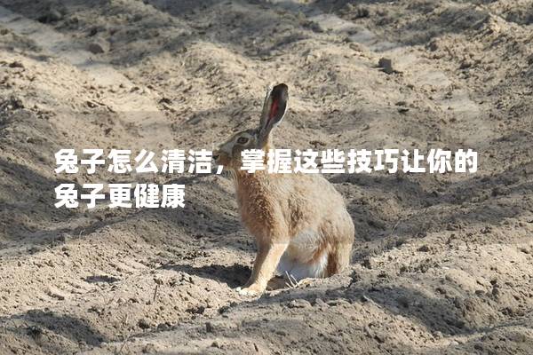 兔子怎么清洁，掌握这些技巧让你的兔子更健康