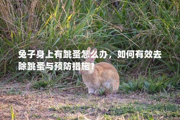 兔子身上有跳蚤怎么办，如何有效去除跳蚤与预防措施？
