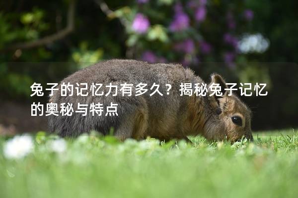 兔子的记忆力有多久？揭秘兔子记忆的奥秘与特点