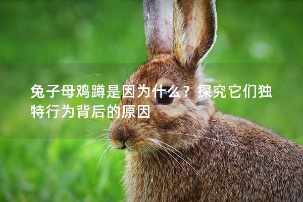 兔子母鸡蹲是因为什么？探究它们独特行为背后的原因
