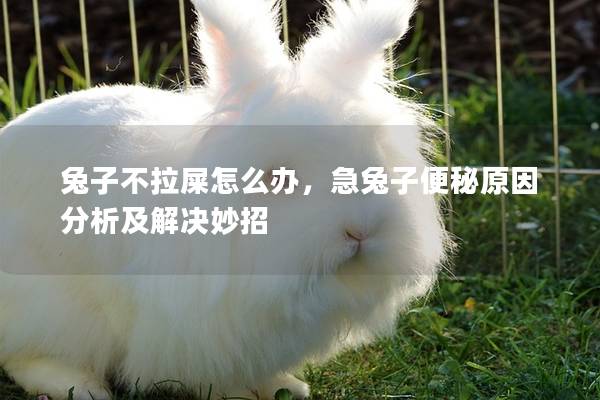 兔子不拉屎怎么办，急兔子便秘原因分析及解决妙招