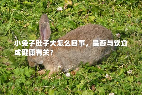 小兔子肚子大怎么回事，是否与饮食或健康有关？