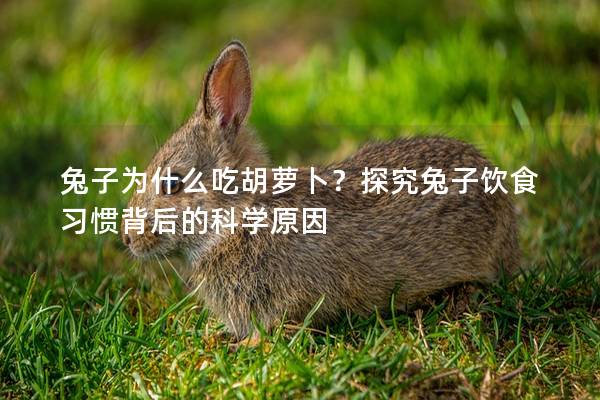 兔子为什么吃胡萝卜？探究兔子饮食习惯背后的科学原因