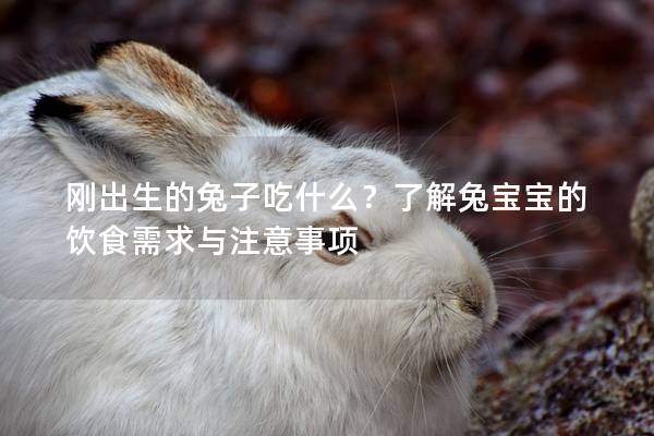 刚出生的兔子吃什么？了解兔宝宝的饮食需求与注意事项