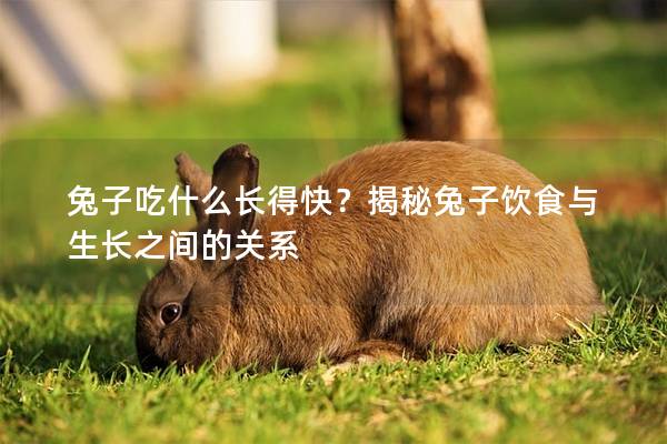 兔子吃什么长得快？揭秘兔子饮食与生长之间的关系