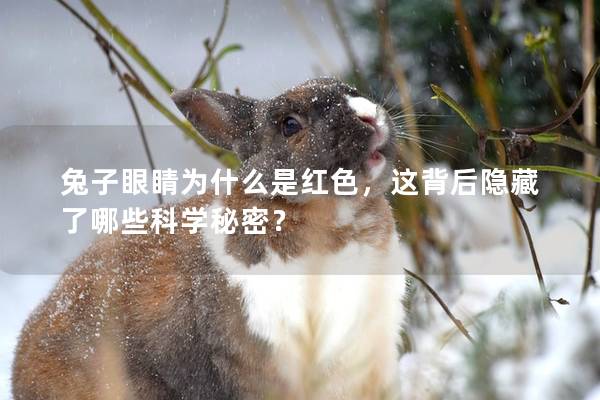兔子眼睛为什么是红色，这背后隐藏了哪些科学秘密？