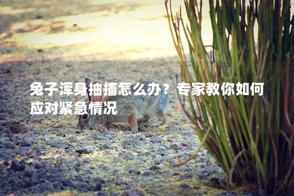 兔子浑身抽搐怎么办？专家教你如何应对紧急情况