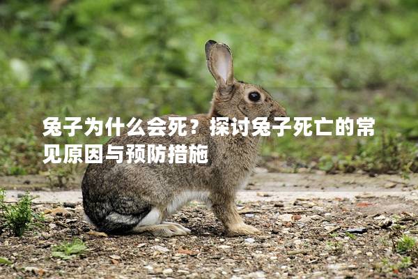 兔子为什么会死？探讨兔子死亡的常见原因与预防措施