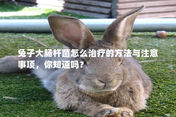 兔子大肠杆菌怎么治疗的方法与注意事项，你知道吗？