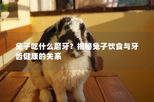兔子吃什么磨牙？揭秘兔子饮食与牙齿健康的关系