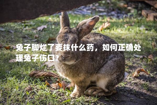 兔子脚烂了要抹什么药，如何正确处理兔子伤口？