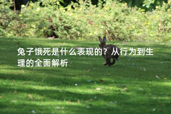 兔子饿死是什么表现的？从行为到生理的全面解析