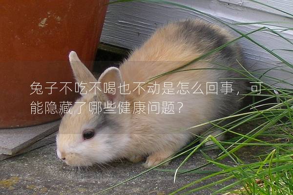 兔子不吃不喝也不动是怎么回事，可能隐藏了哪些健康问题？