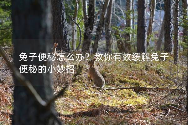 兔子便秘怎么办？教你有效缓解兔子便秘的小妙招