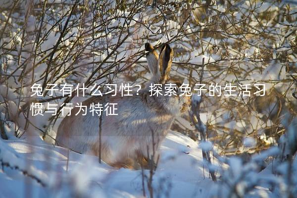 兔子有什么习性？探索兔子的生活习惯与行为特征