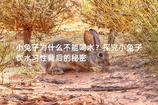 小兔子为什么不能喝水？探究小兔子饮水习性背后的秘密