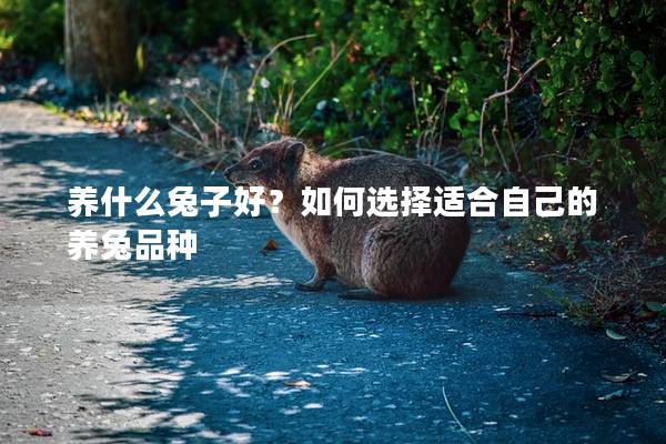 养什么兔子好？如何选择适合自己的养兔品种