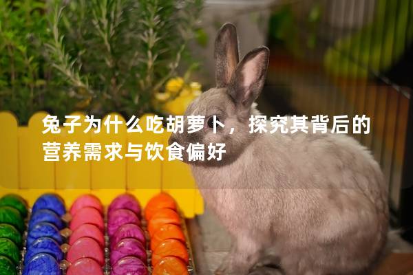 兔子为什么吃胡萝卜，探究其背后的营养需求与饮食偏好