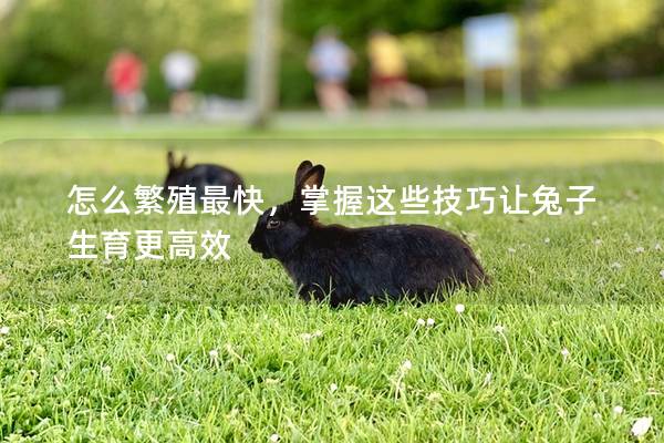 怎么繁殖最快，掌握这些技巧让兔子生育更高效