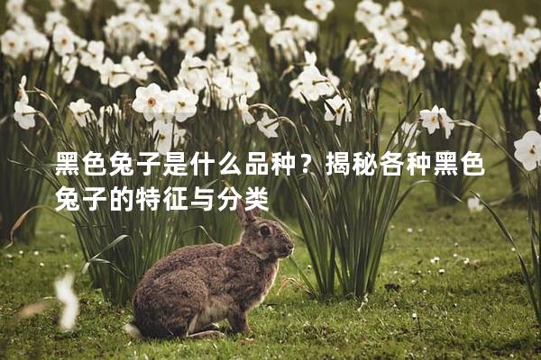 黑色兔子是什么品种？揭秘各种黑色兔子的特征与分类