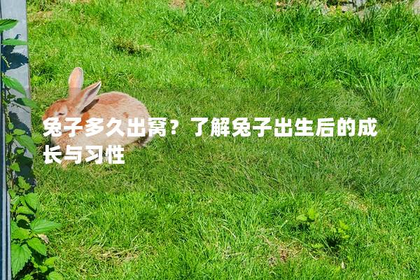 兔子多久出窝？了解兔子出生后的成长与习性