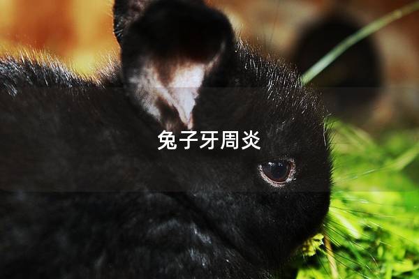 兔子牙周炎