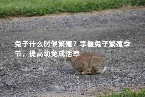 兔子什么时候繁殖？掌握兔子繁殖季节，提高幼兔成活率