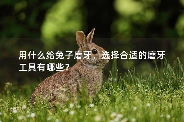 用什么给兔子磨牙，选择合适的磨牙工具有哪些？