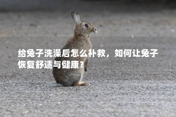 给兔子洗澡后怎么补救，如何让兔子恢复舒适与健康？