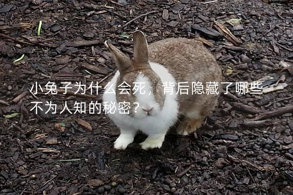 小兔子为什么会死，背后隐藏了哪些不为人知的秘密？
