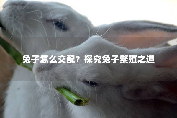 兔子怎么交配？探究兔子繁殖之道