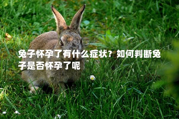 兔子怀孕了有什么症状？如何判断兔子是否怀孕了呢